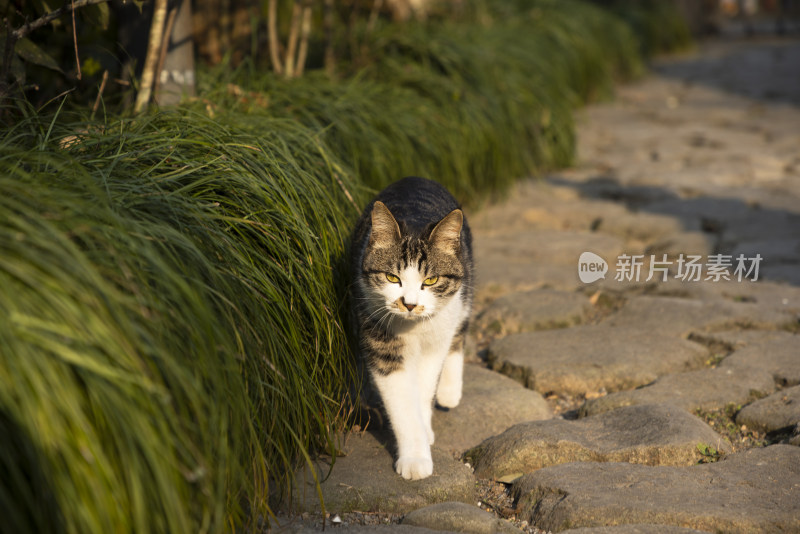 中式庭院草丛中的一只猫