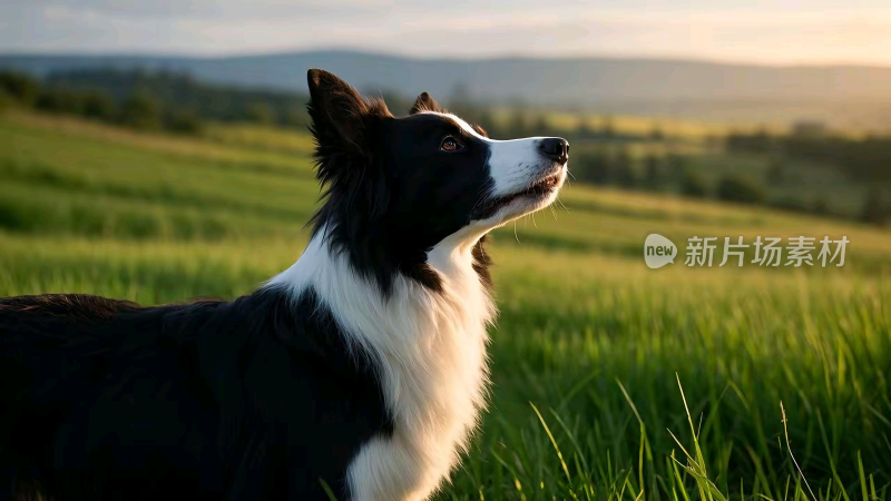 草地上的边境牧羊犬