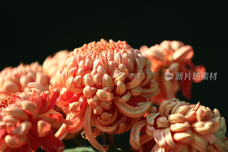 杭州植物园菊花展 带露珠的橙色菊花特写