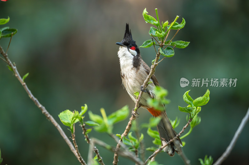 栖息在枝头上的红耳鹎