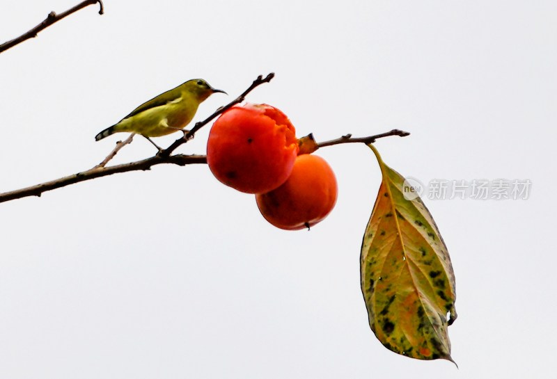 重庆酉阳：大龙村的柿子红了