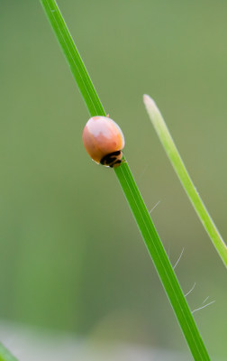 瓢虫甲壳虫益虫微距生态