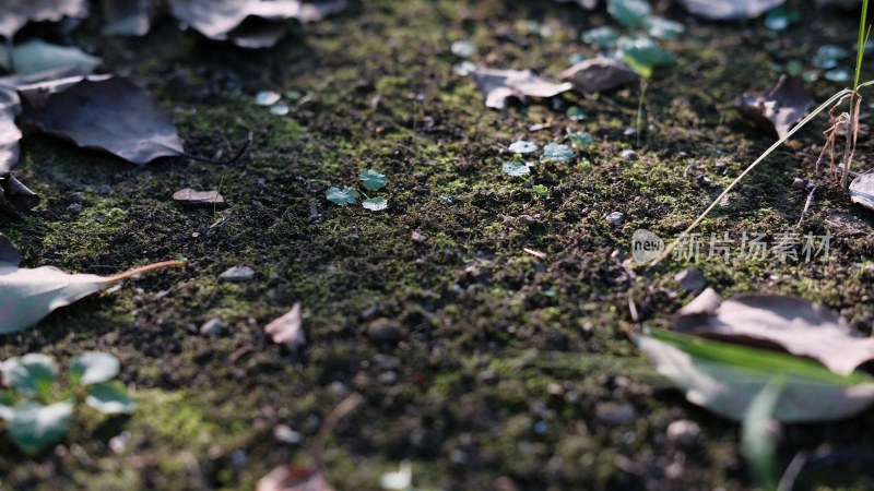 陆地上生长的苔藓植物特写镜头