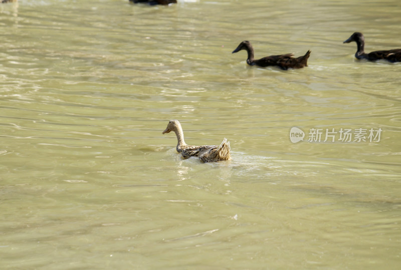 水中鸭子自在游弋的场景