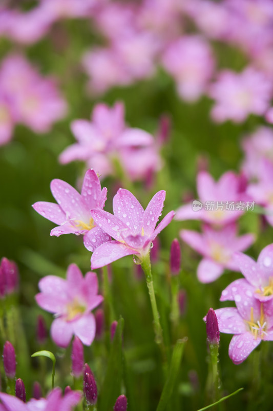 粉色的风雨兰花海