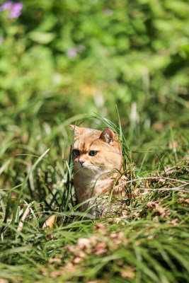 公园里的宠物猫金渐层