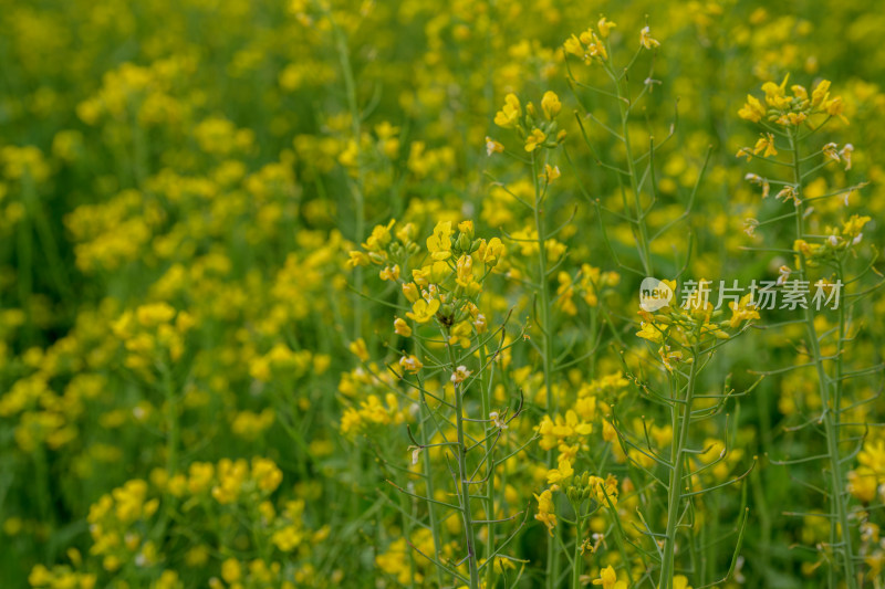 盛开的油菜花田