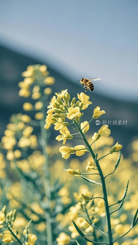 蜜蜂飞舞于油菜花田