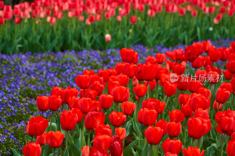 五彩斑斓的花卉