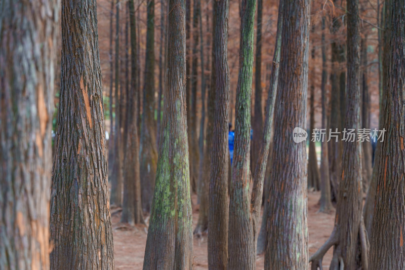 广州番禺大夫山森林公园落羽杉树林红叶