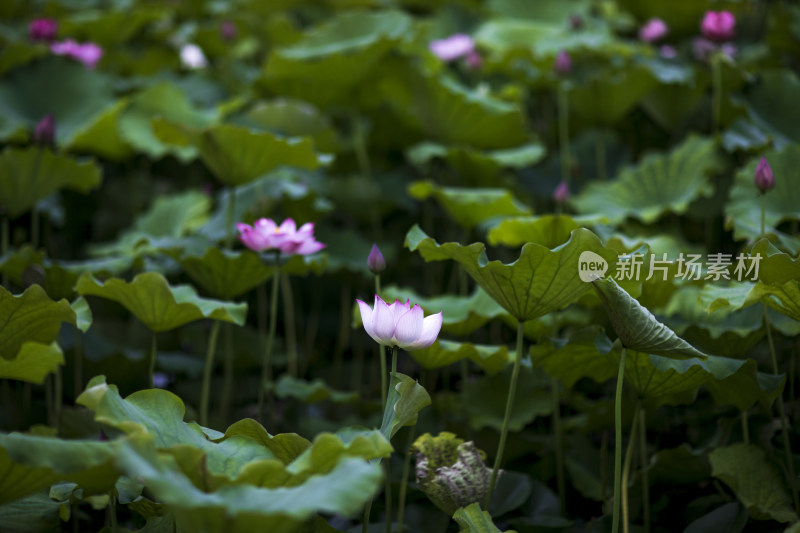 夏季公园荷塘荷叶丛中荷花特写