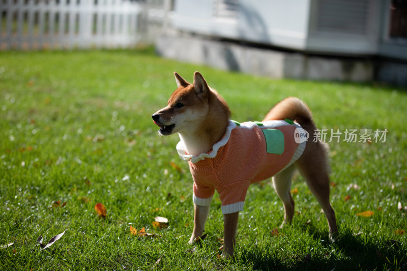 一只站在草地上的快乐柴犬