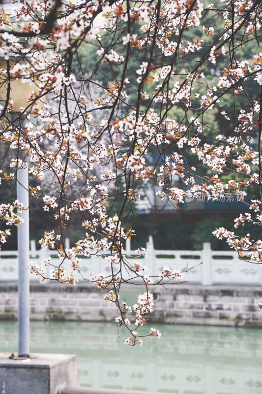 成都锦江边盛开的泡桐花