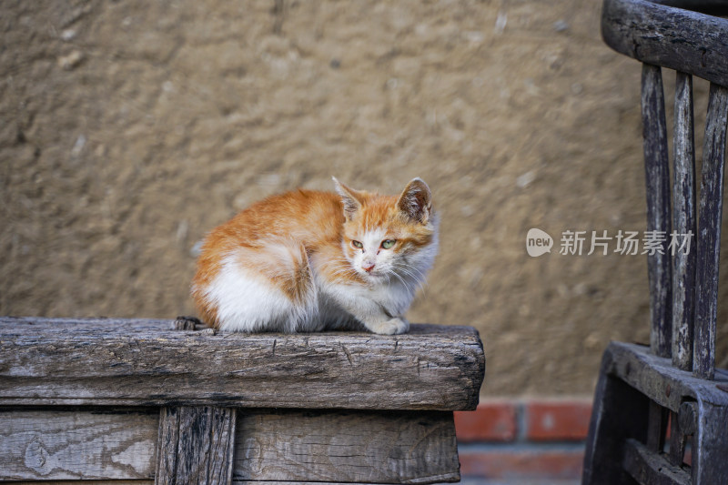 乡村木椅上的小猫