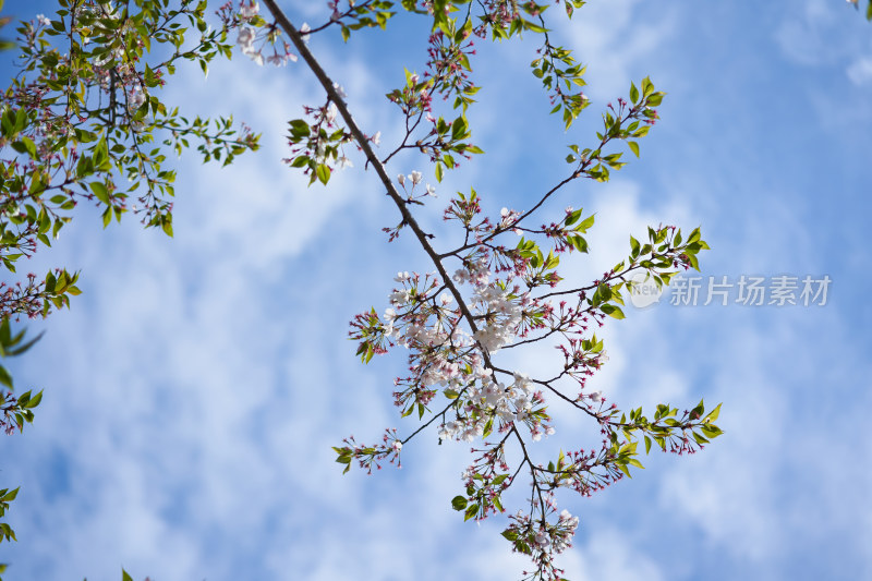 盛开的樱花