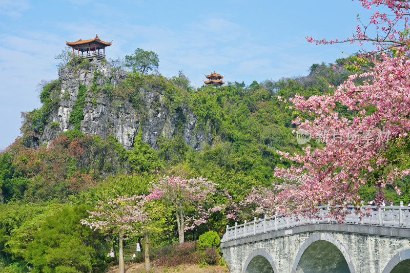 柳州龙潭公园，镜湖，异木棉盛开