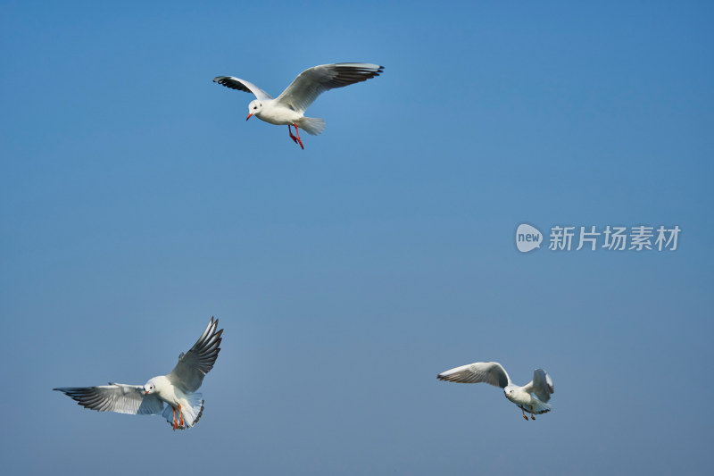 太湖红嘴鸥