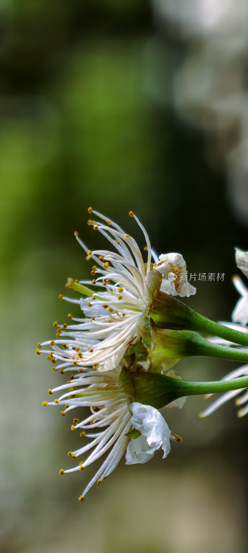 特写白色花朵植物素材