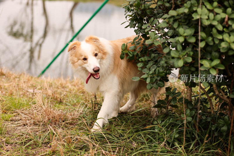 站在湖边的边境牧羊犬