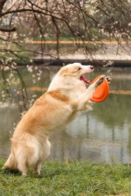 在草地上玩飞盘的边境牧羊犬