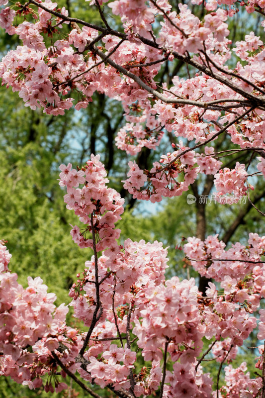 北京玉渊潭公园樱花节樱花