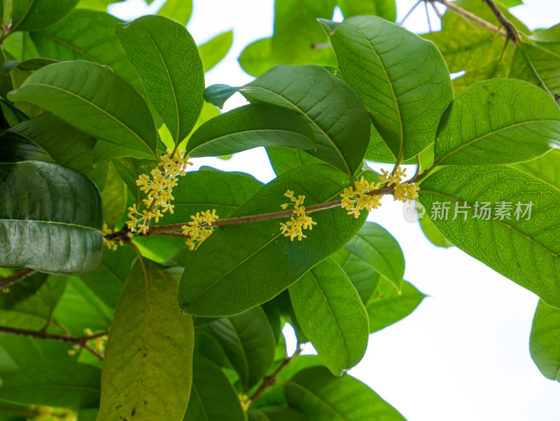 桂花飘香