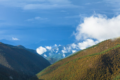 高山森林草原风景