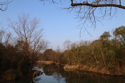 河边树林冬景静谧自然风景