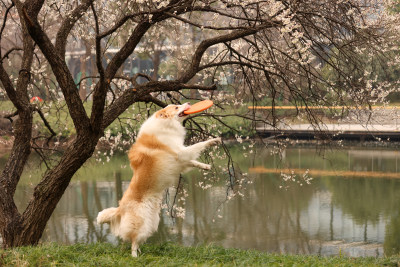 在草地上玩飞盘的边境牧羊犬