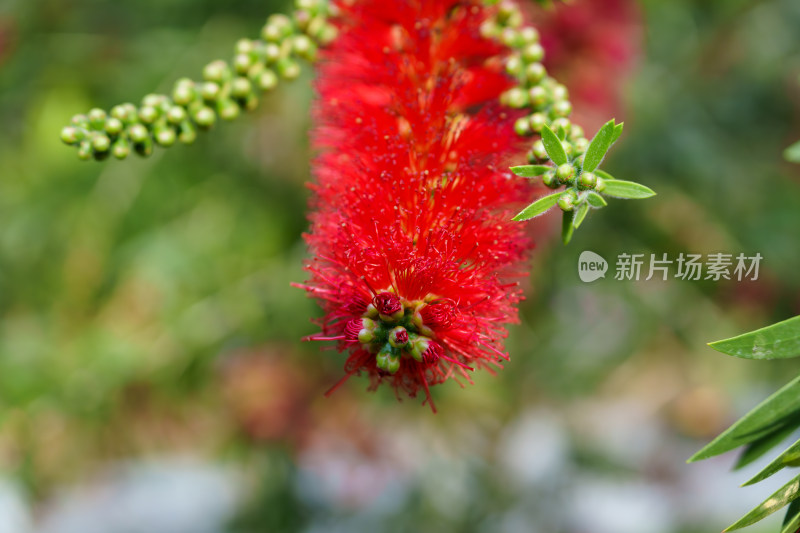 红色开花植物垂枝红千层