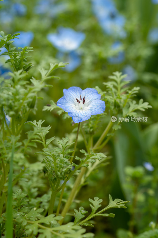 春天的粉蝶花