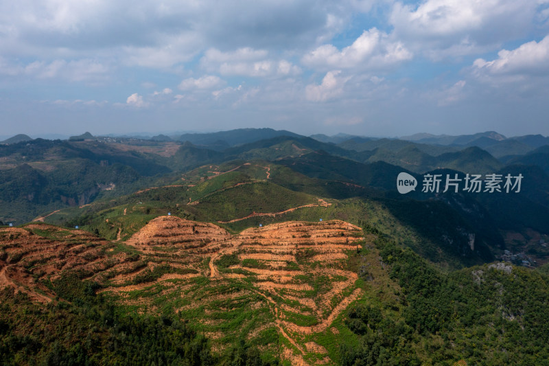 梯田上的绿色希望 仙人掌种植基地