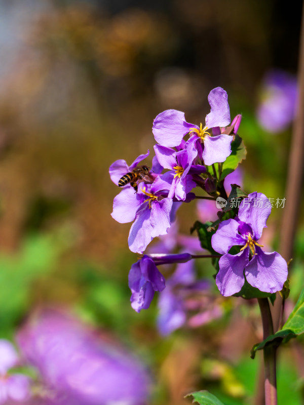 蜜蜂与二月兰