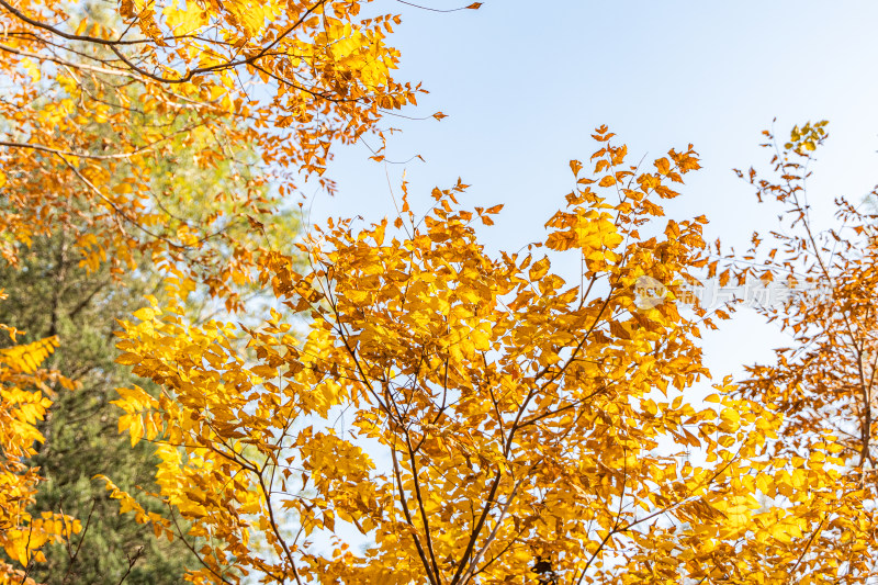 秋天树枝黄叶风景