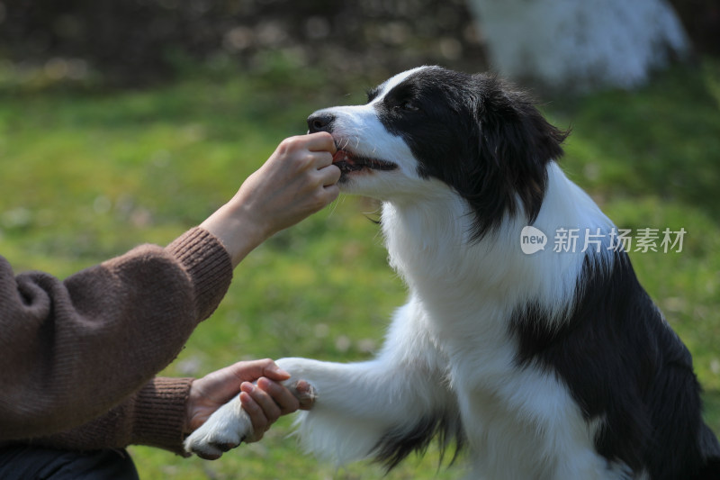 和边境牧羊犬握手的画面