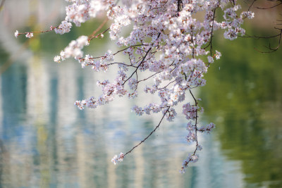 公园水池边的樱花特写