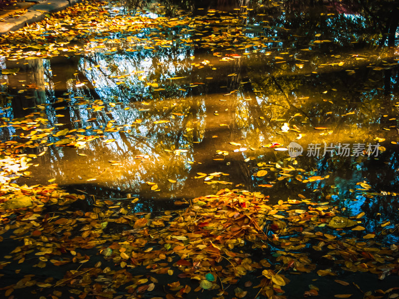 水面上漂浮着落叶的唯美秋景