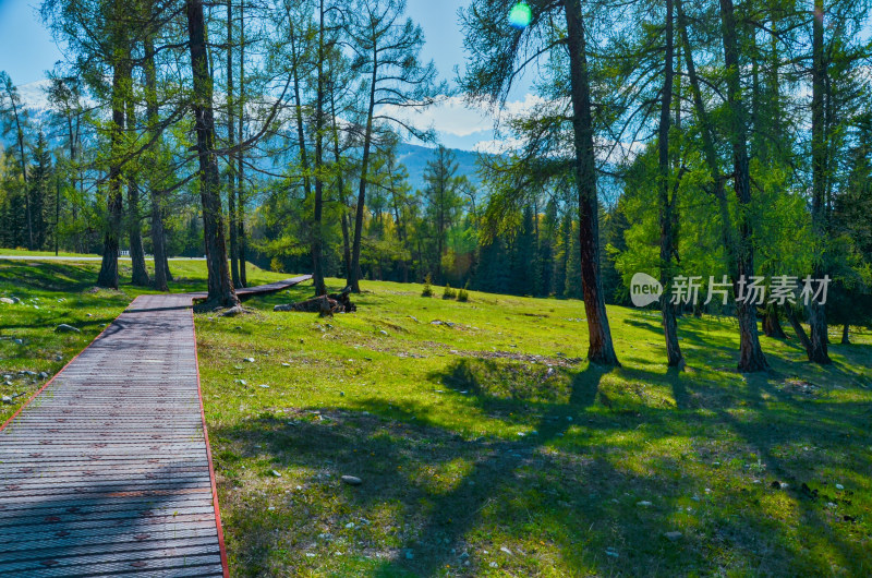 新疆阿勒泰喀纳斯旅游景区森林休闲步行栈道