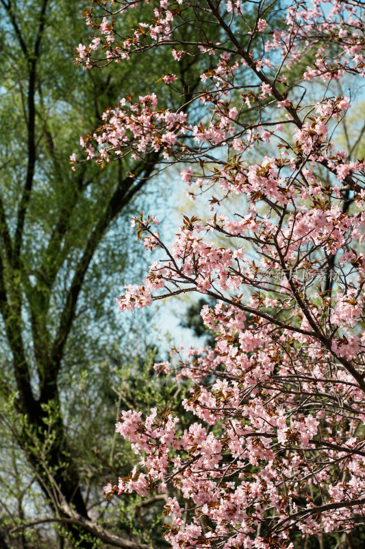 北京玉渊潭公园樱花节樱花树樱花