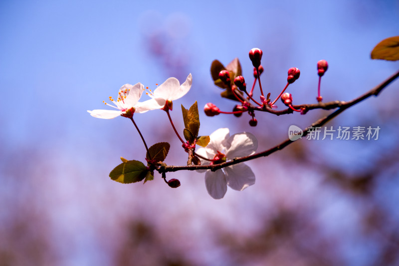 春日烂漫的粉白花朵