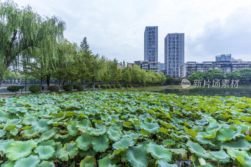 武汉江岸区宝岛公园风景