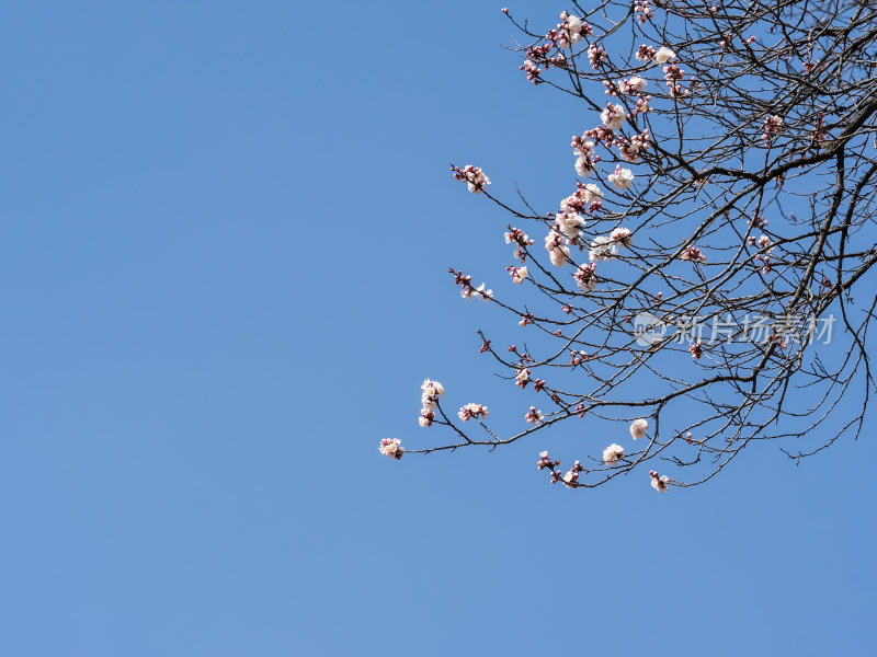 春天里蓝色天空梨花开放