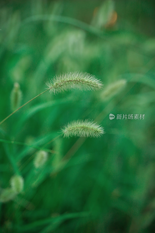 野草狗尾巴草