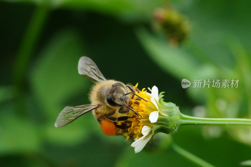 草丛中以花蜜为食的昆虫