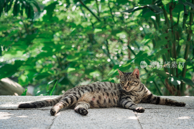 趴在公园石阶上的猫