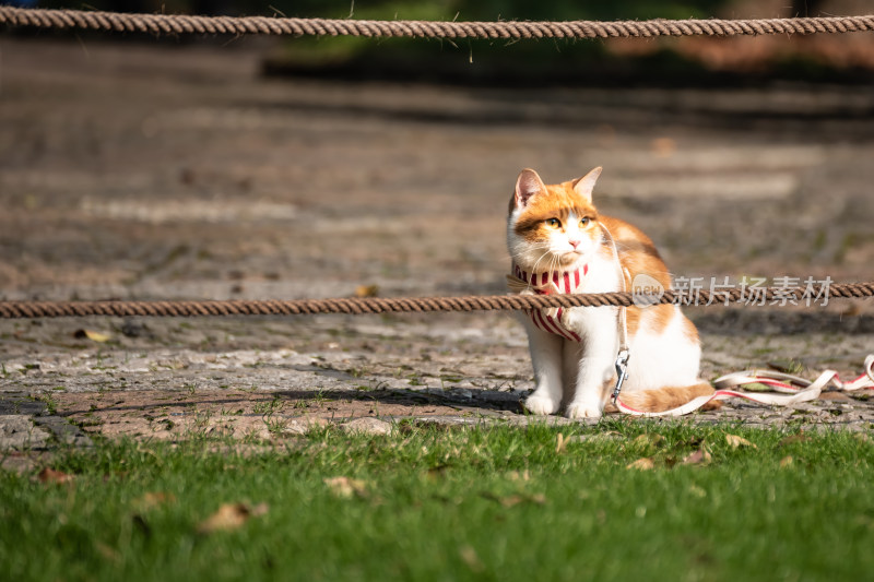 上海嘉定古猗园里的猫