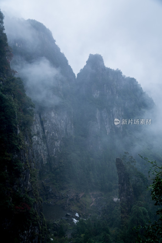 云雾缭绕的高山森林