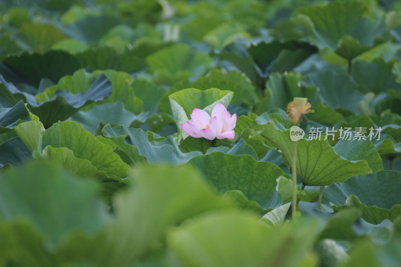 夏日池塘的荷花