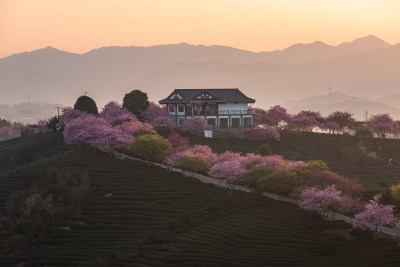 龙岩永福台品樱花茶园