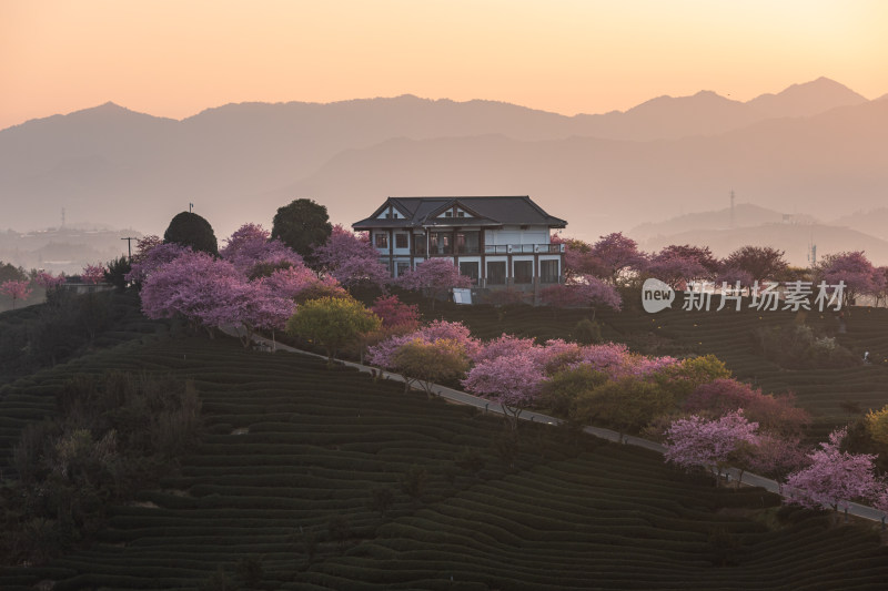 龙岩永福台品樱花茶园